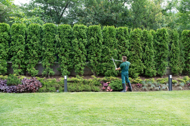 Best Lawn Drainage Solutions  in Newhall, IA